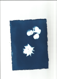 Original Cyanotype 2 - Pattern Babe